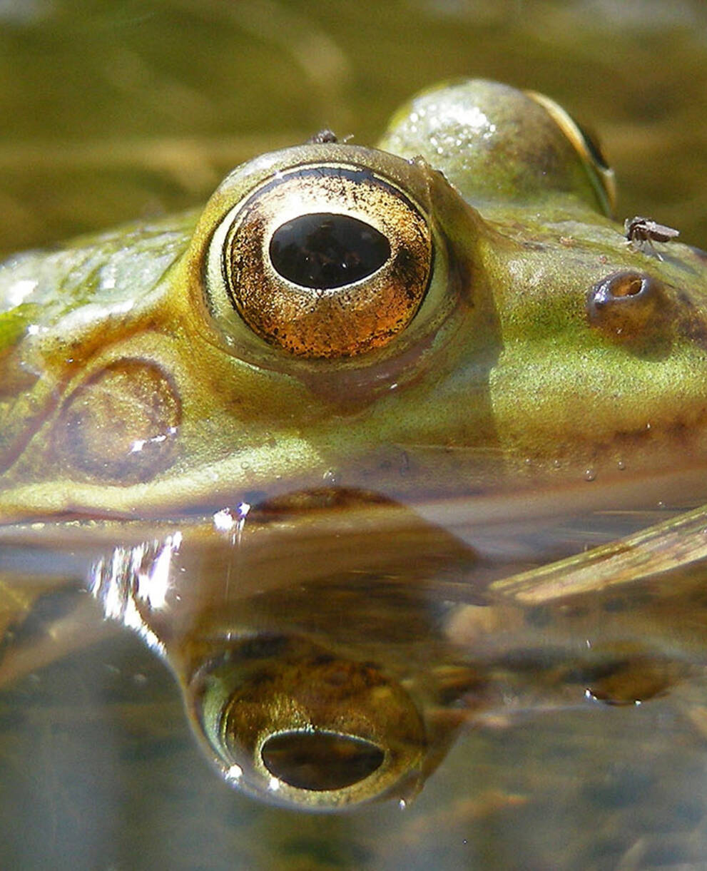 Kleiner Wasserfrosch im Teich