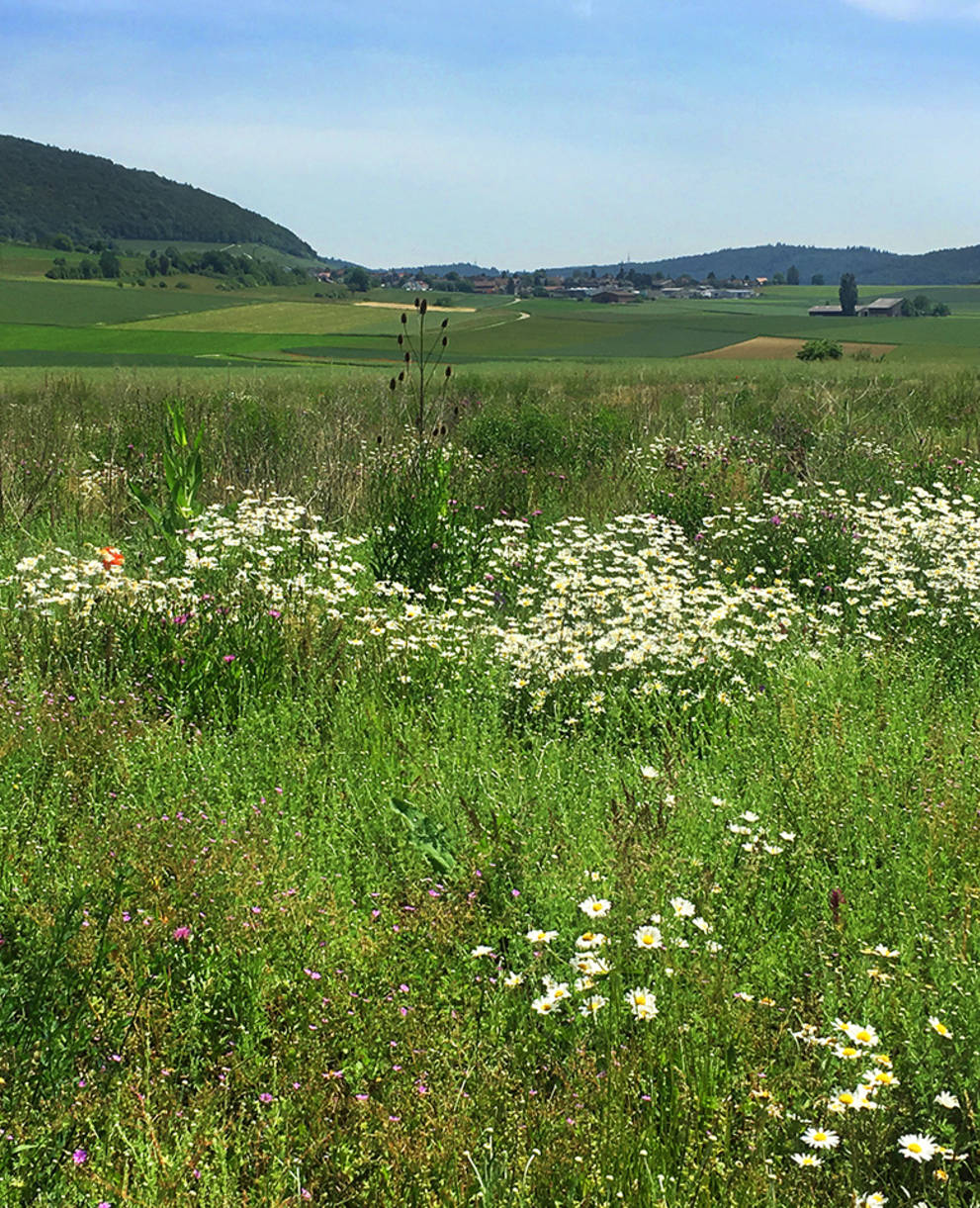 Buntbrache