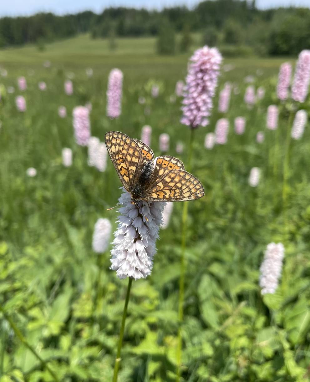 Moore bieten viel Biodiversität und sind wichtige Erholungsgebiete