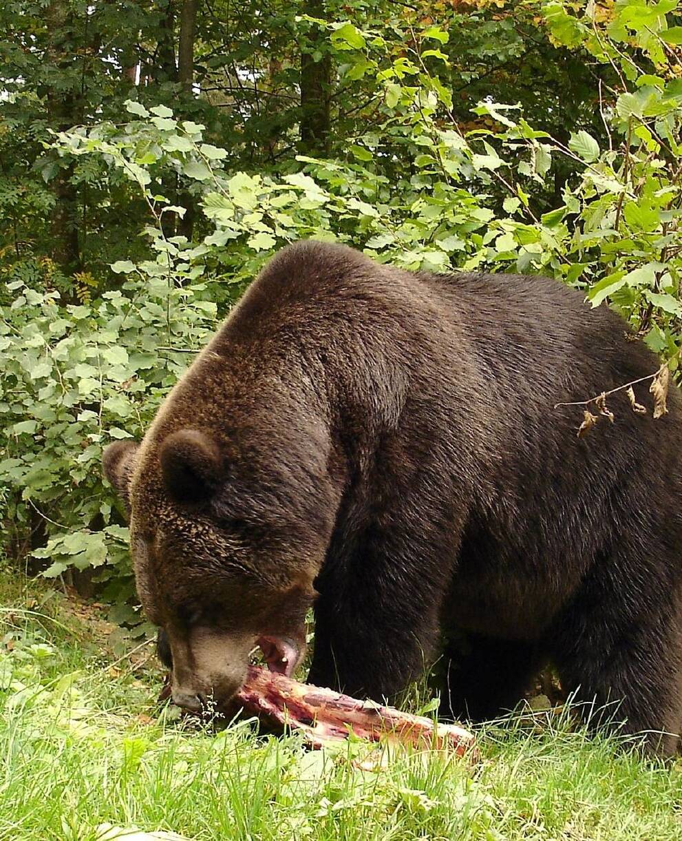 Der Bär im Langenberg am Fressen