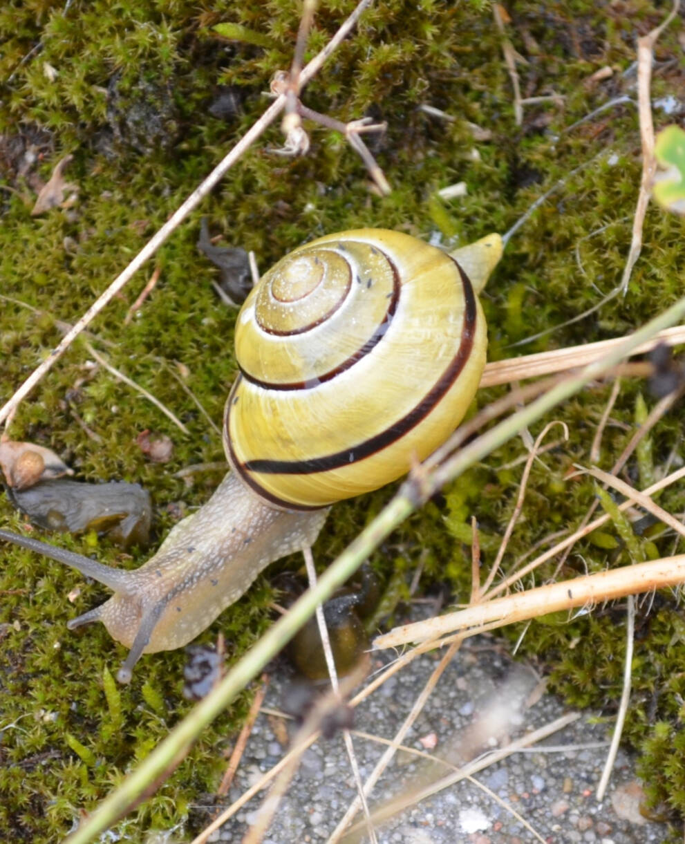 Hainschnirkelschnecke