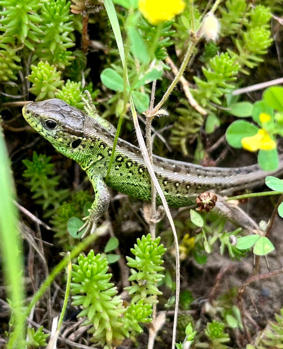 Zauneidechse