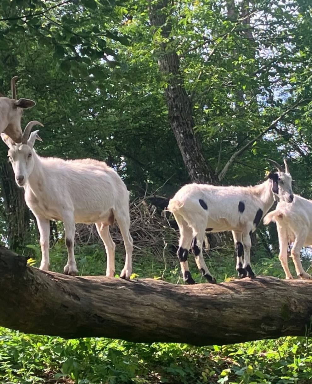 Ziegen im Wald