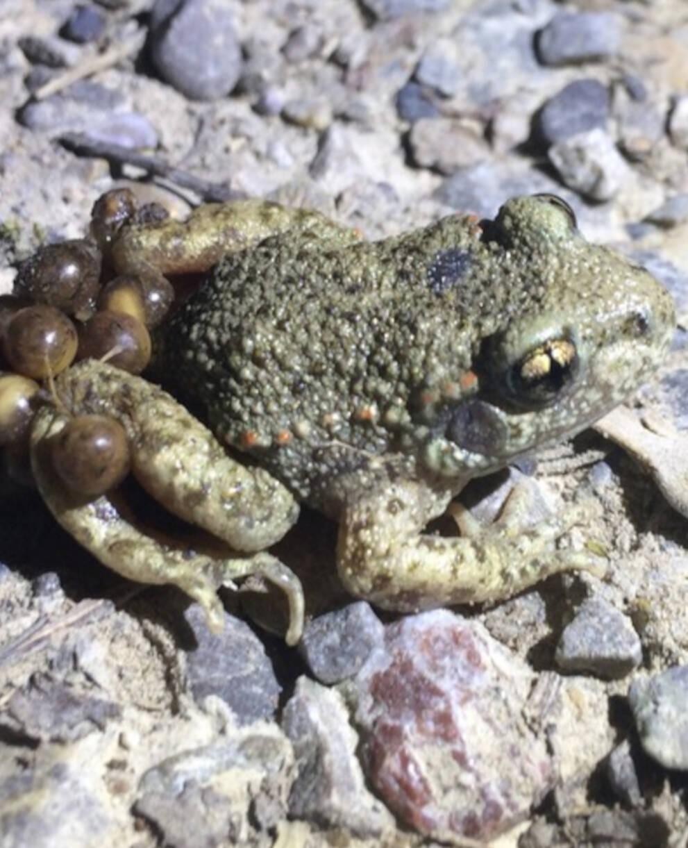 Glögglifrosch