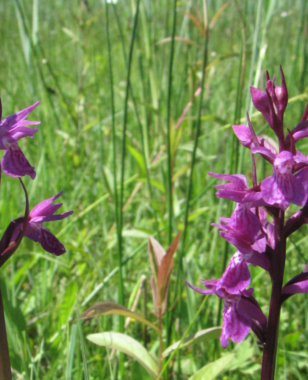 Traunsteiners Knabenkraut