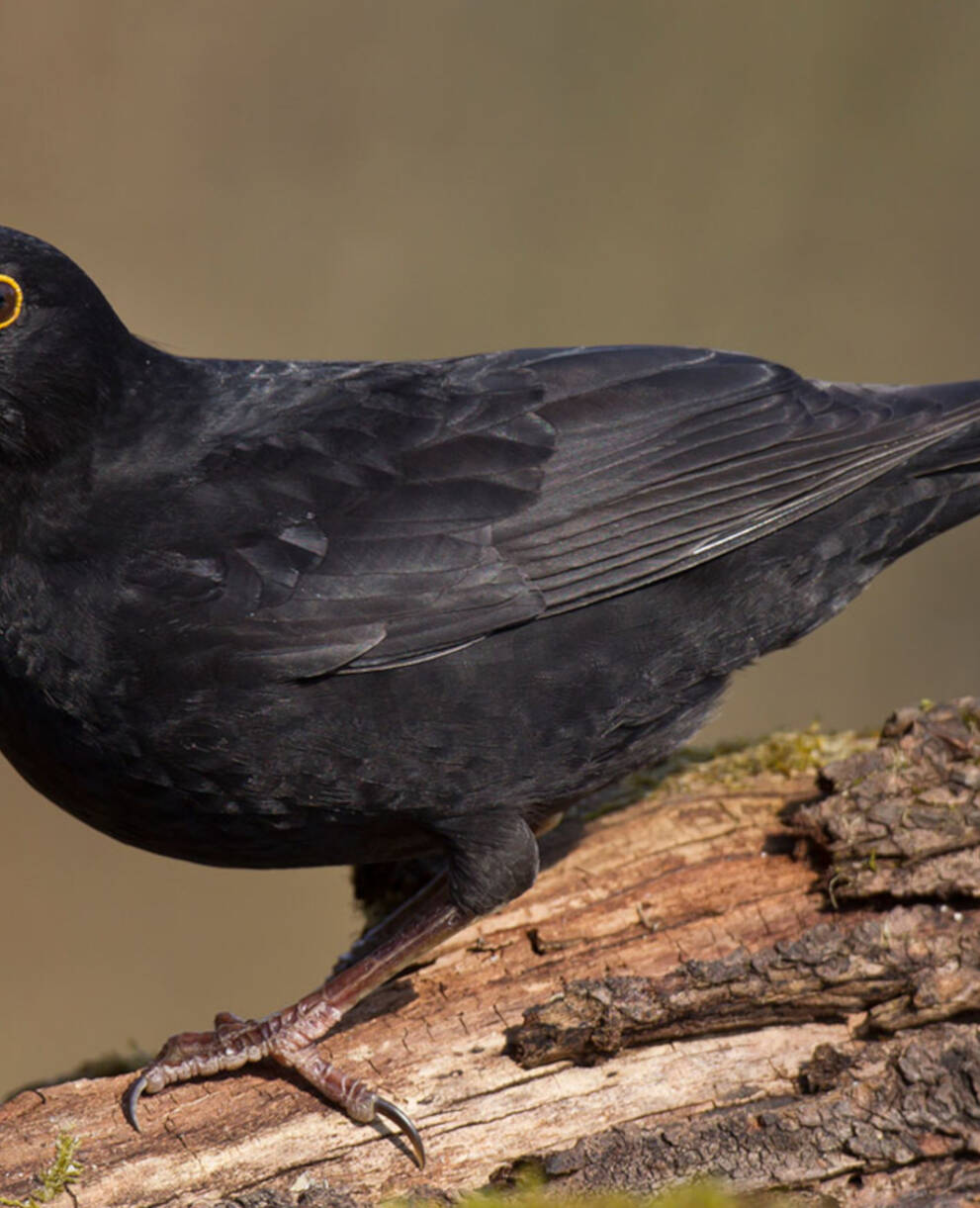Amsel