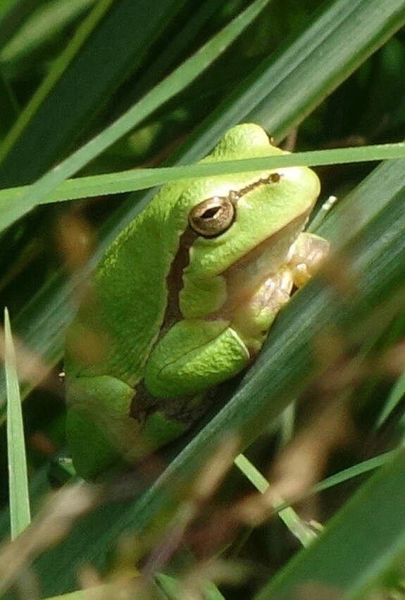 Laubfrosch