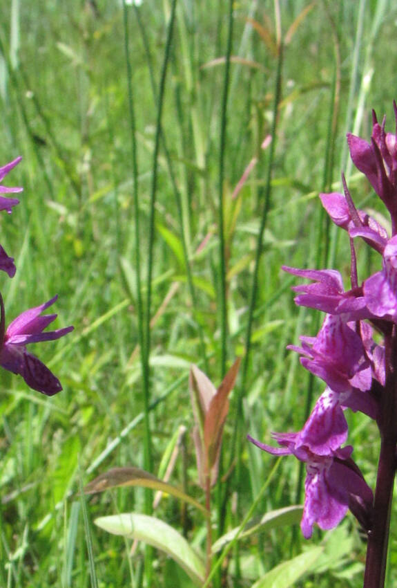 Traunsteiners Knabenkraut