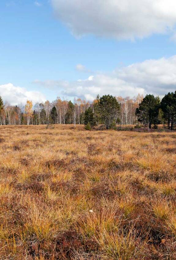 Moor