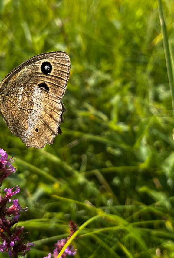 Blauauge
